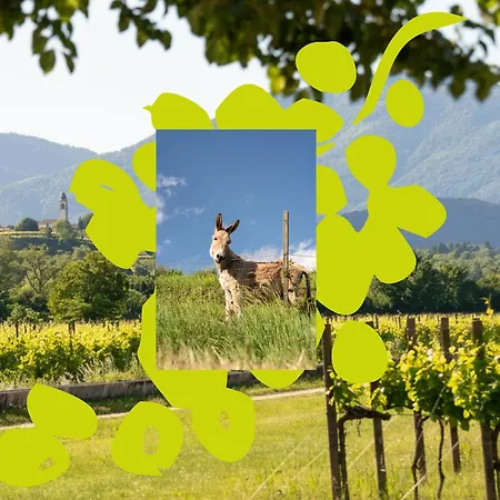 Tenuta Malvolti - Al Vecchio Convento